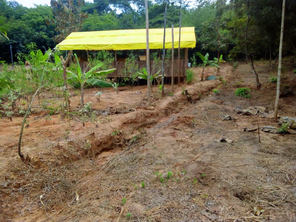 Apiary shelter with a yellow roof at the forest edge