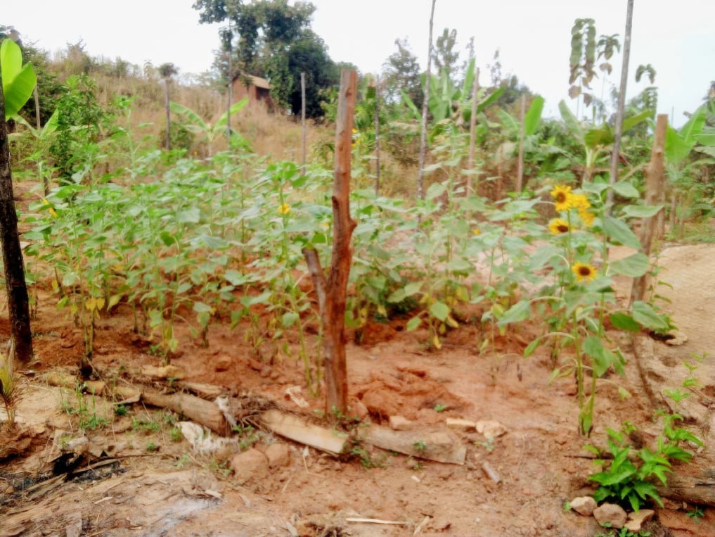 The apiary in the Tanzanian forest