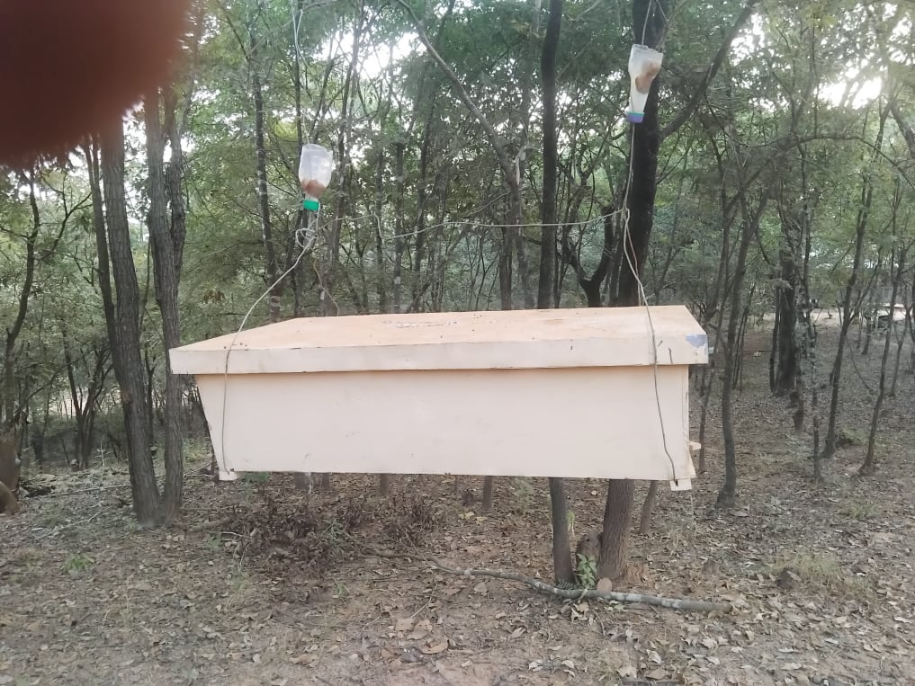 Traditional hive suspended between forest trees