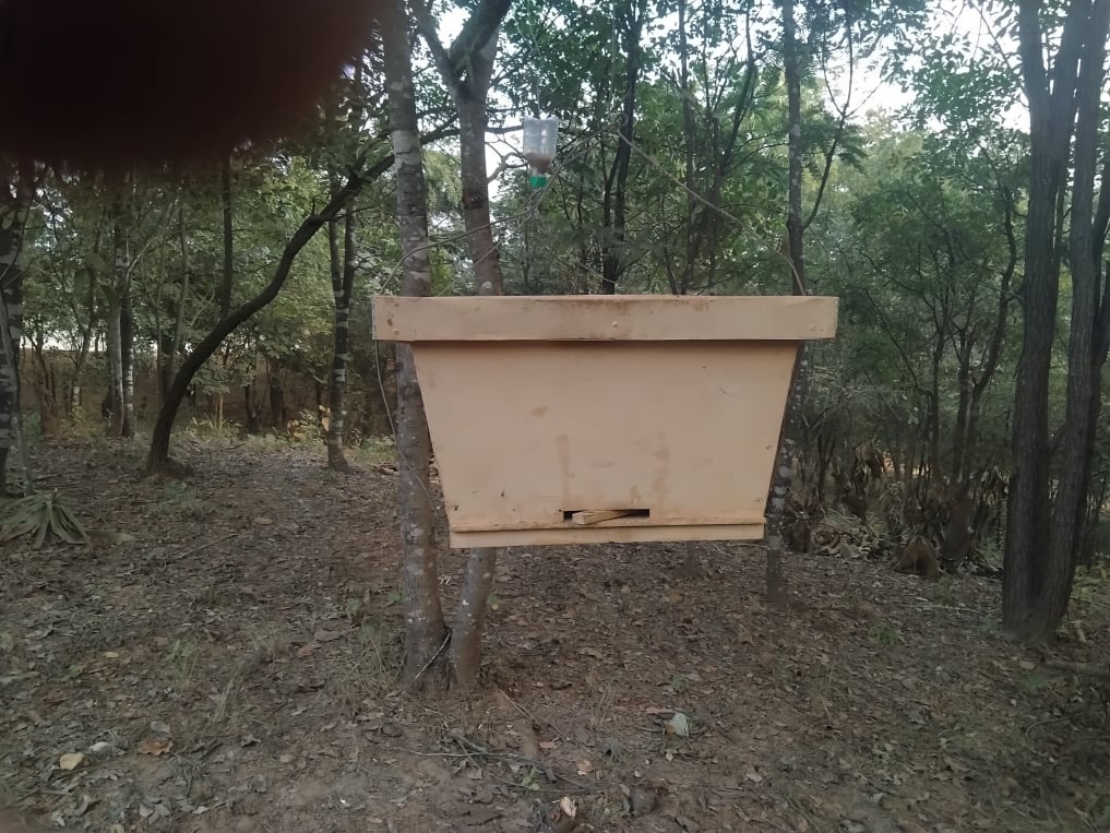 Beekeeping among the trees