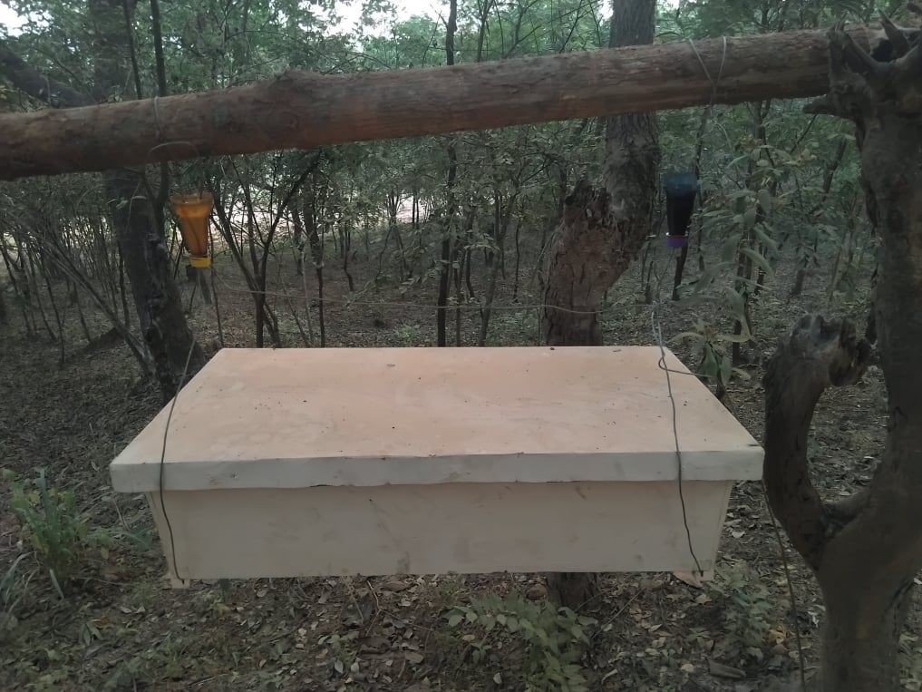 Wild hives in the savanna