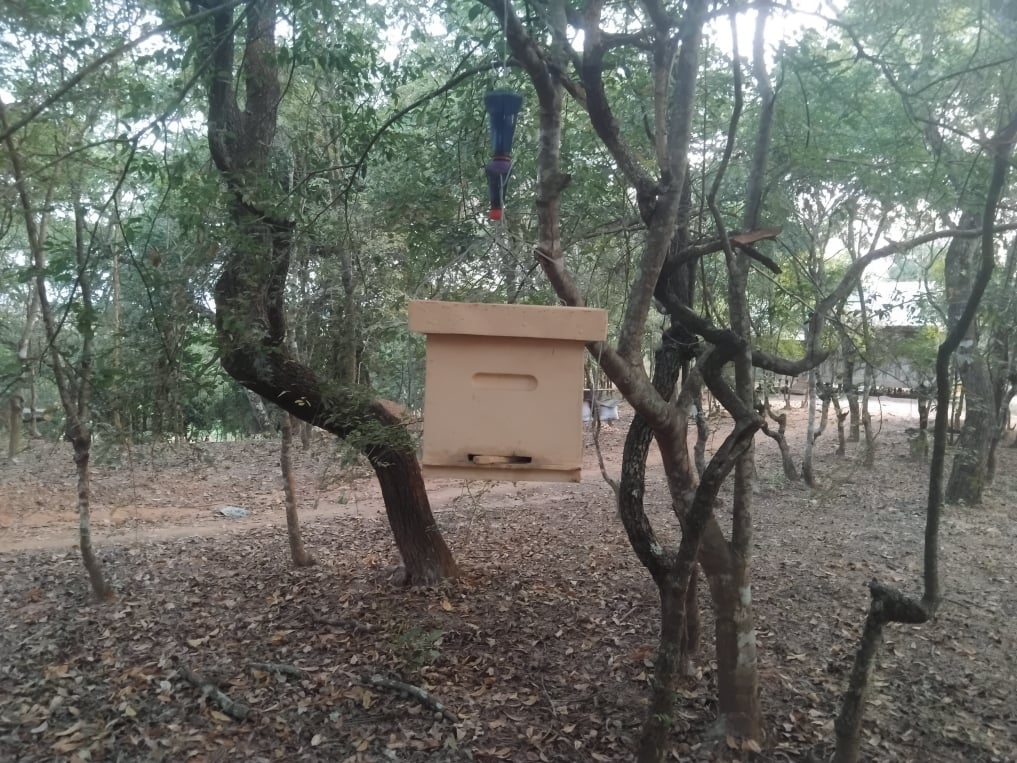 Tending the colonies
