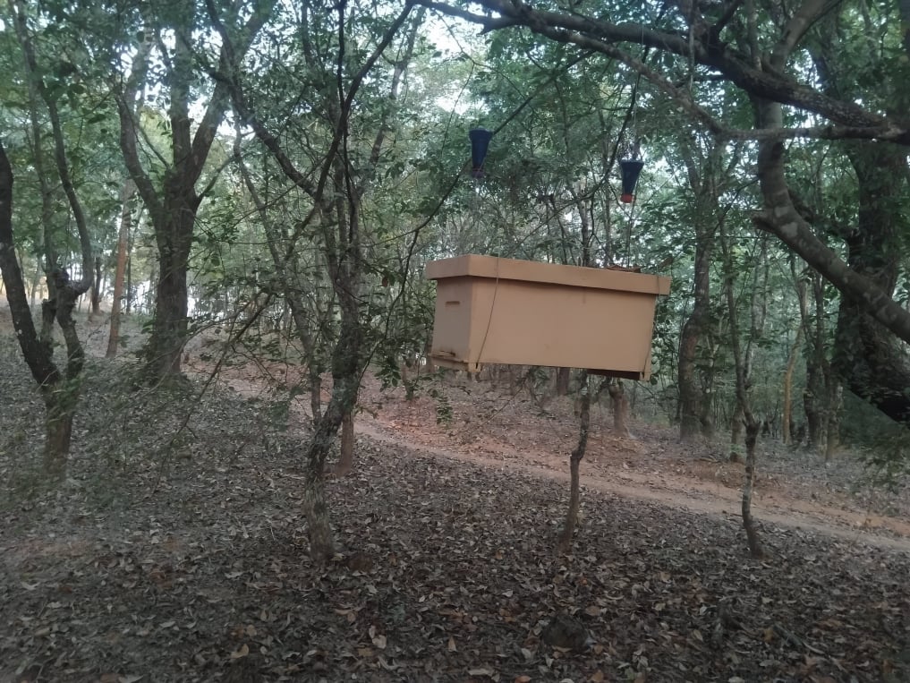 Forest apiary detail