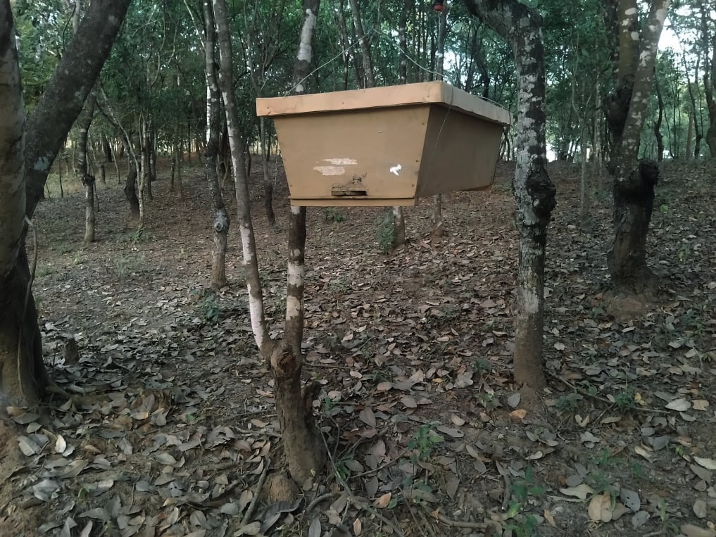 Harvesting wild honey