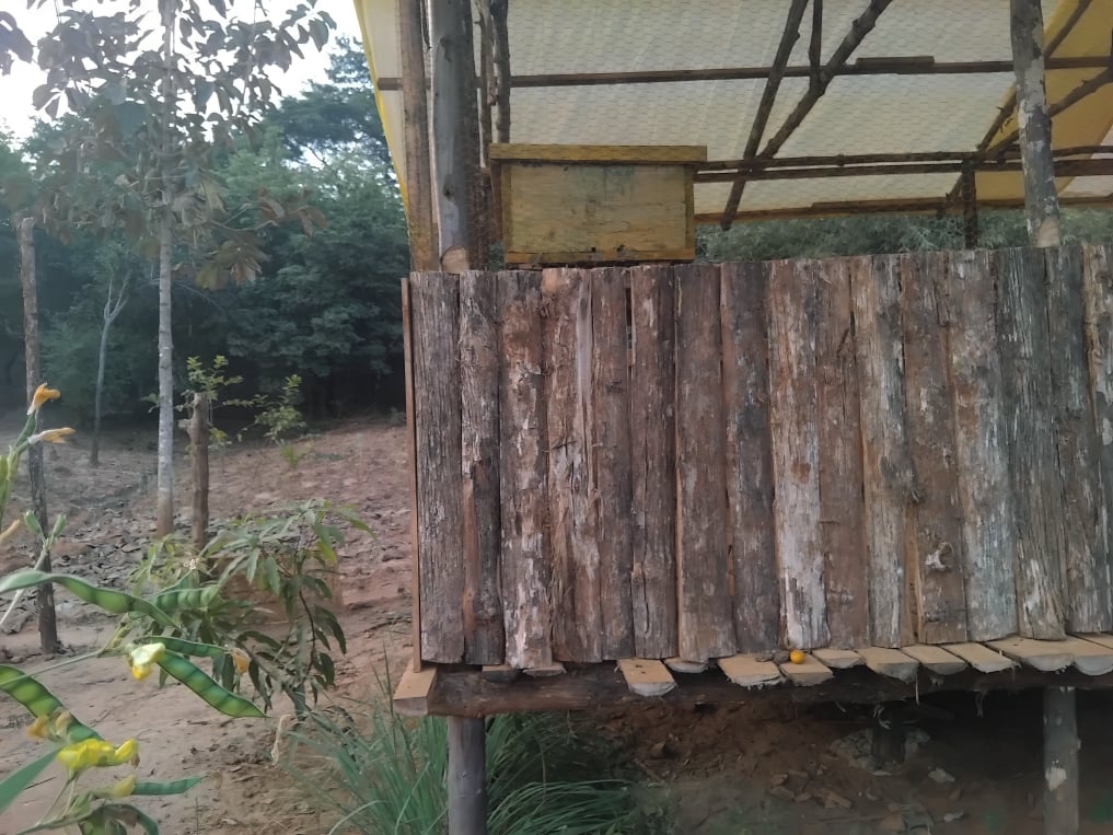 The land around the apiary