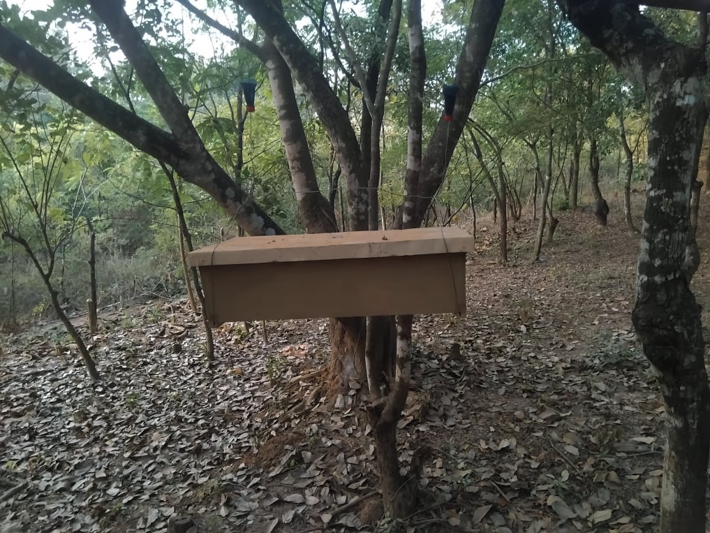 Bees at work